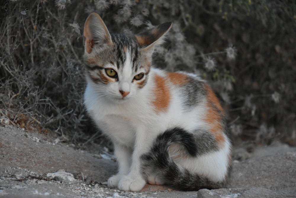 Katzenbaby auf Santorini