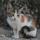 Katzenbaby auf Santorini
