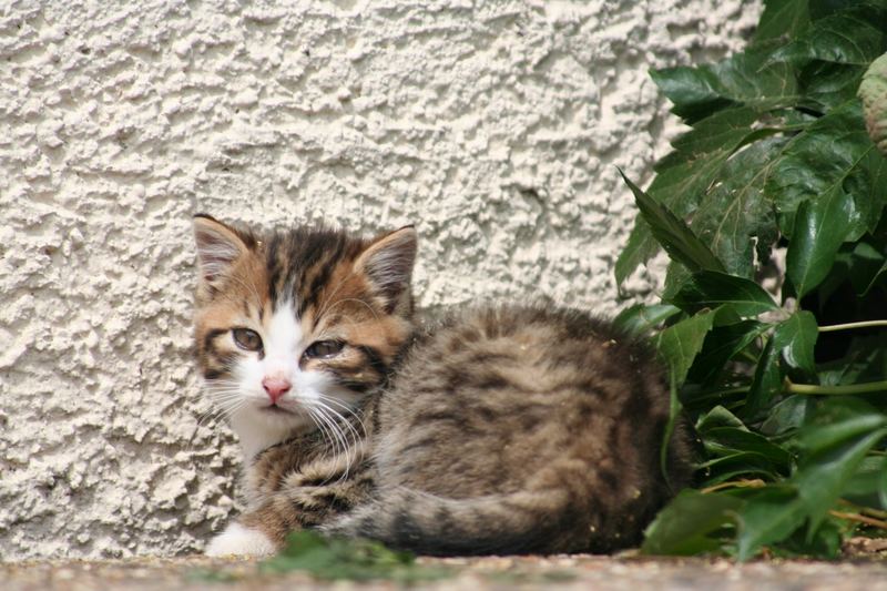 Katzenbaby auf unserem Ferien-Bauerhof