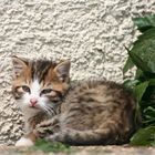 Katzenbaby auf unserem Ferien-Bauerhof