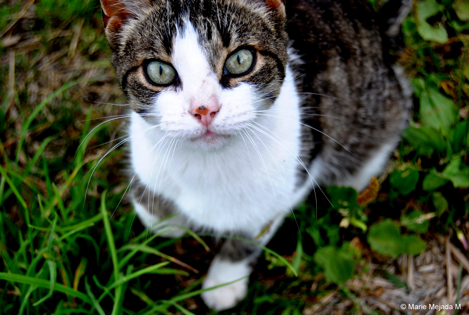 Katzenbaby Foto & Bild | tiere, haustiere, katzen Bilder auf fotocommunity