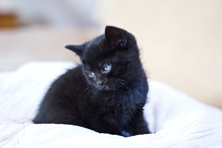 Katzenbaby ... ganz schüchtern ...