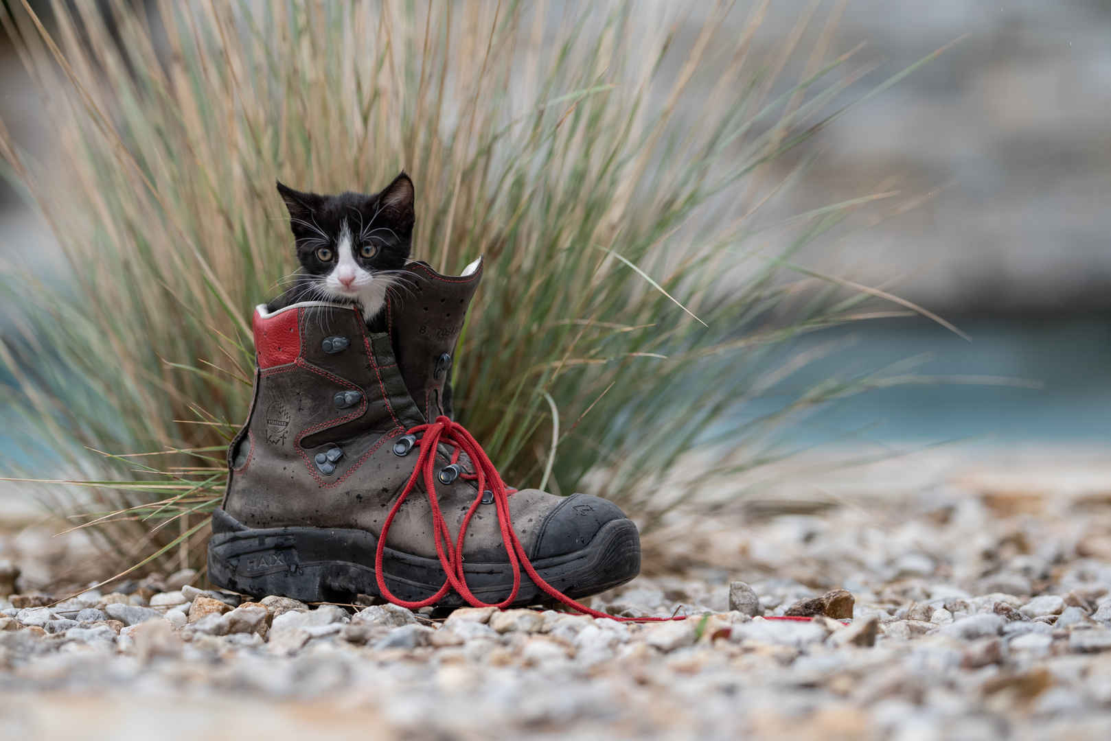 Katzenbaby im Wanderstiefel