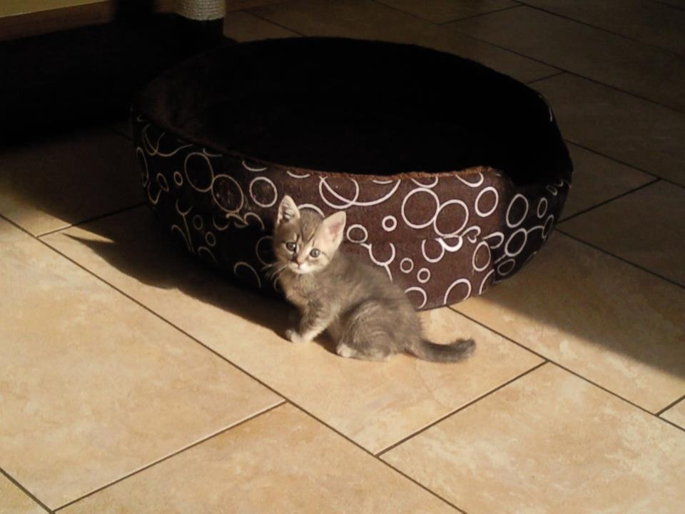 Katzenbaby in Sonne