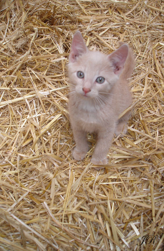 Katzenbaby Nr. 1