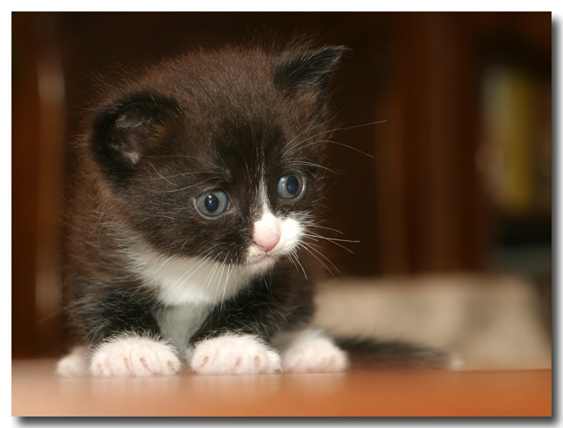 Katzenbaby Nr.zwo...