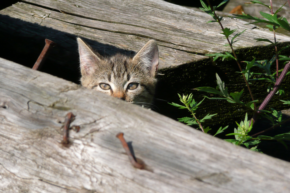 Katzenbaby on Tour von Sarah9 