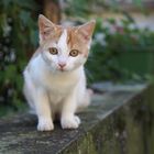 Katzenbaby sitzt auf Mauer 3