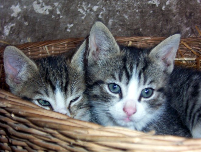 katzenbabys #08