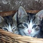 katzenbabys #08