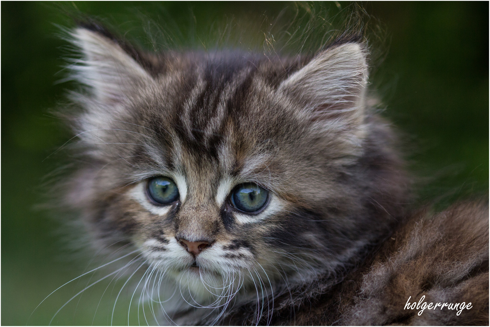 Katzenbabys 1 Foto & Bild natur, tiere, haustiere Bilder auf