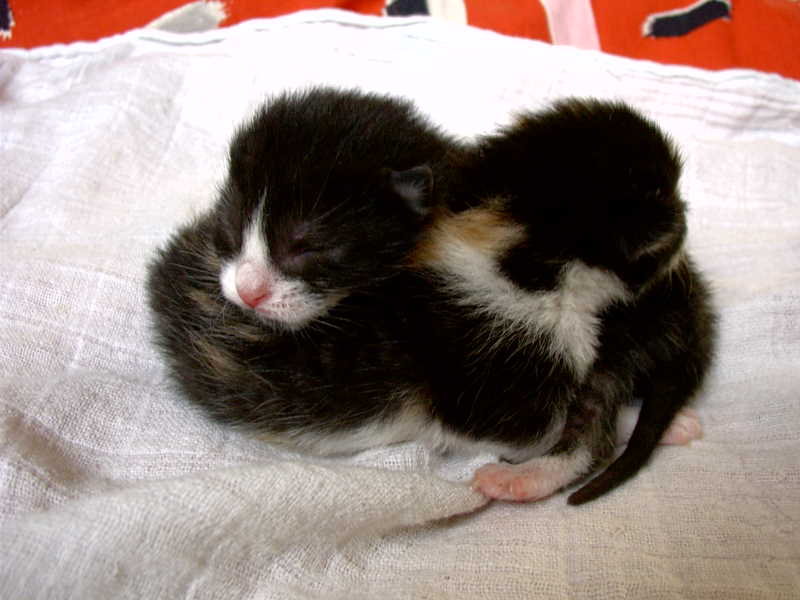 Katzenbabys