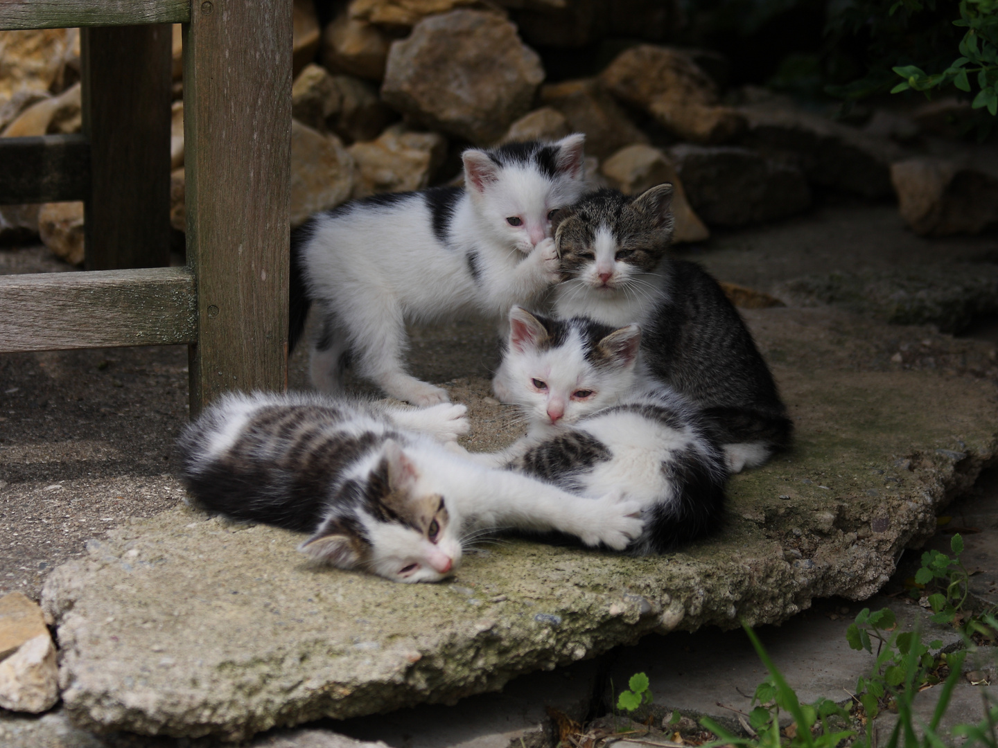 Katzenbabys