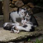 Katzenbabys