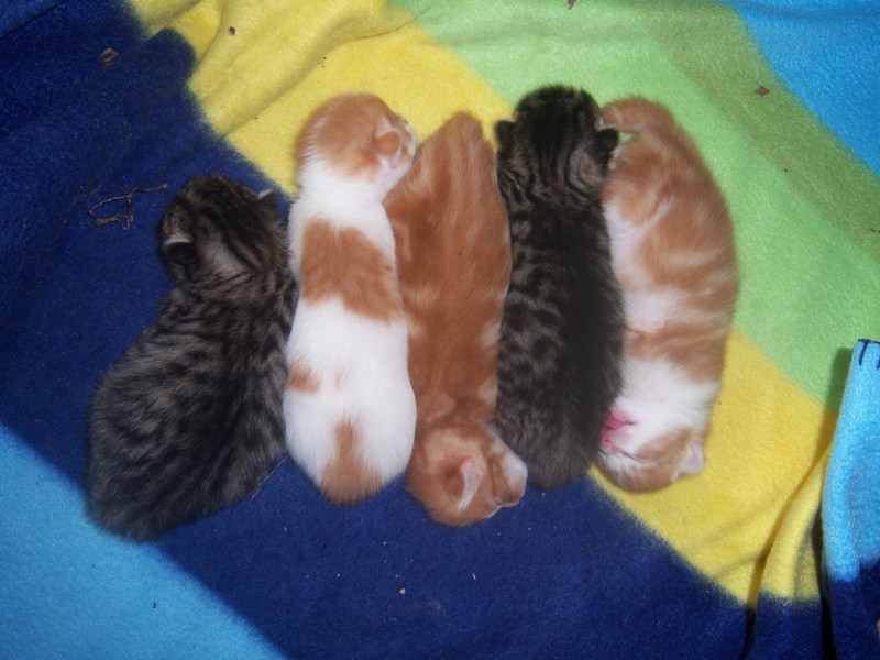 Katzenbabys