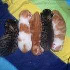 Katzenbabys