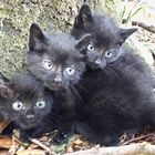 Katzenbabys