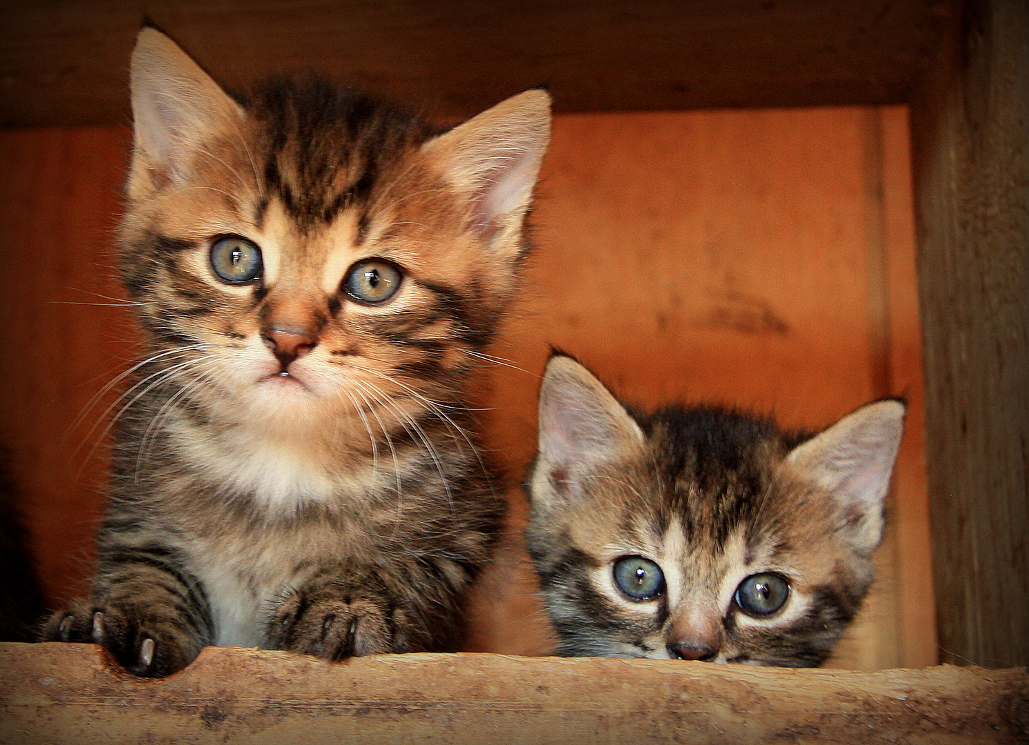 Katzenbabys