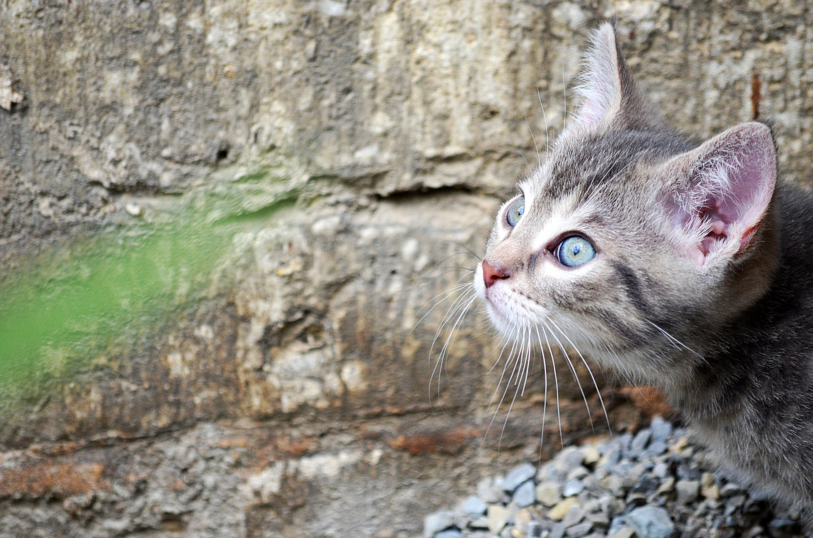 Katzenbabys - Blick in die Ferne