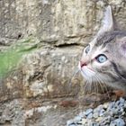 Katzenbabys - Blick in die Ferne