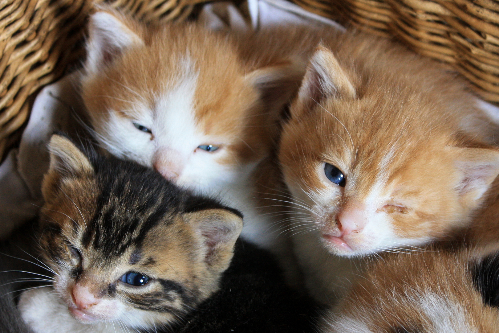 Katzenbabys Foto & Bild | tierportrait - colorfoto, katze, kuscheln