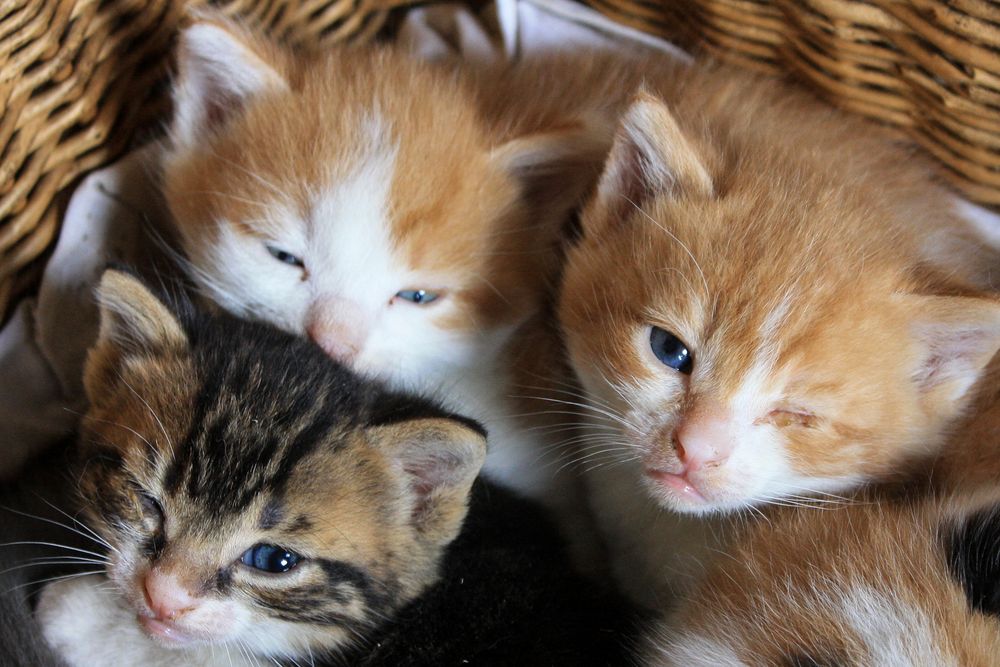 Katzenbabys Foto & Bild | tierportrait - colorfoto, katze, kuscheln