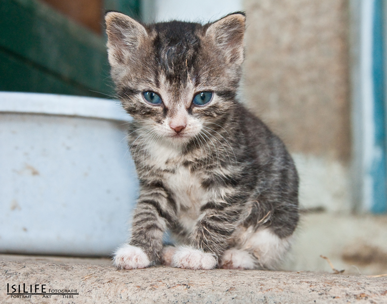 Katzenbabys