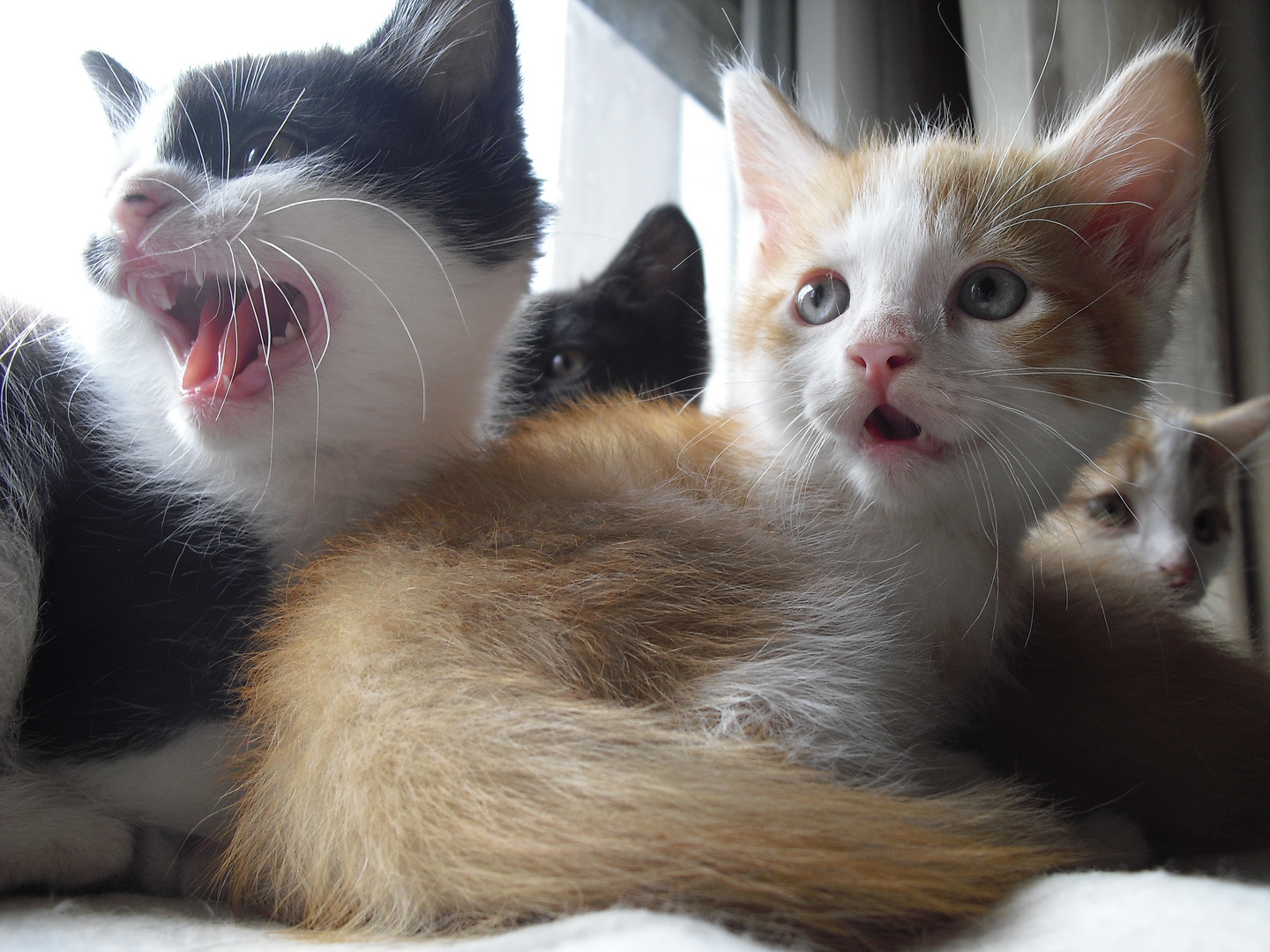 Katzenbabys vom 4. Wurf Luna und Xenia. (: so süß. müüüde (: gääähn