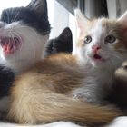 Katzenbabys vom 4. Wurf Luna und Xenia. (: so süß. müüüde (: gääähn