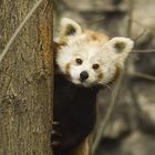 Katzenbär im Tierpark Berlin