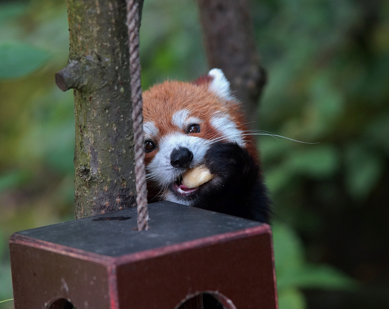 Katzenbär (Kleiner Panda) beim Speisen :)