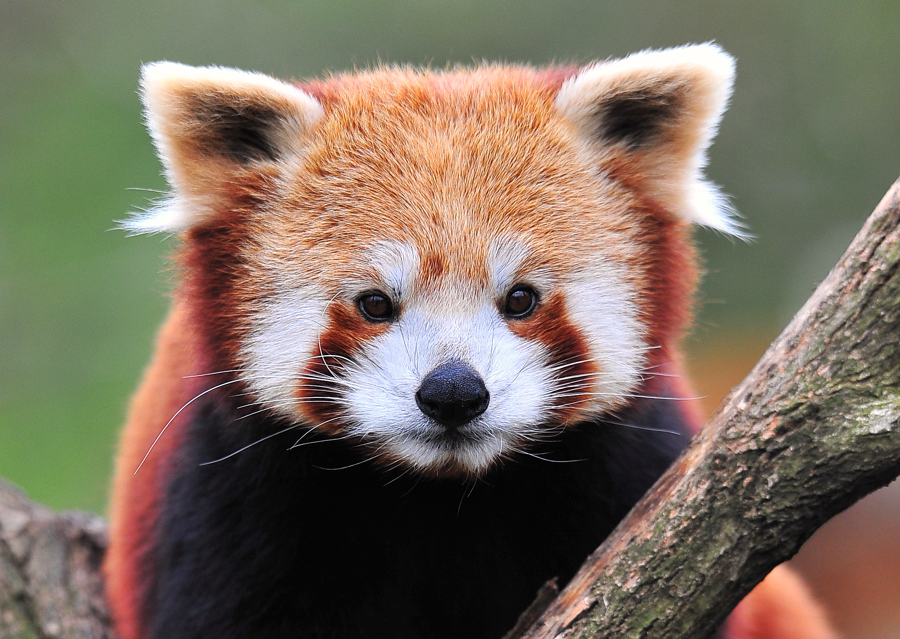 Katzenbär= kleiner Pandabär