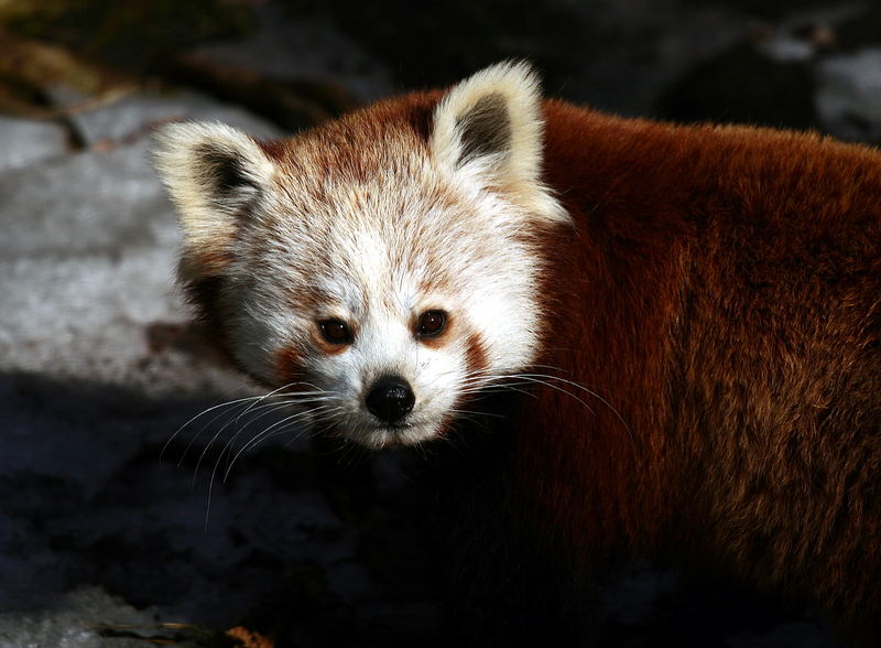 Katzenbär oder auch "Roter Panda" genannt