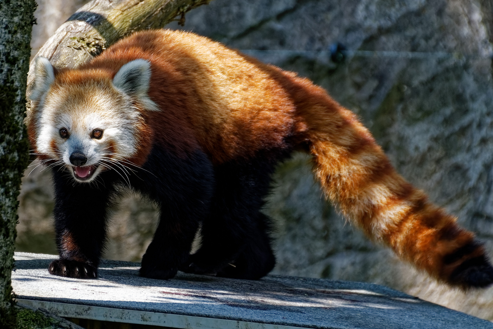 Katzenbär ( Roter Panda ) 