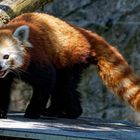 Katzenbär ( Roter Panda ) 