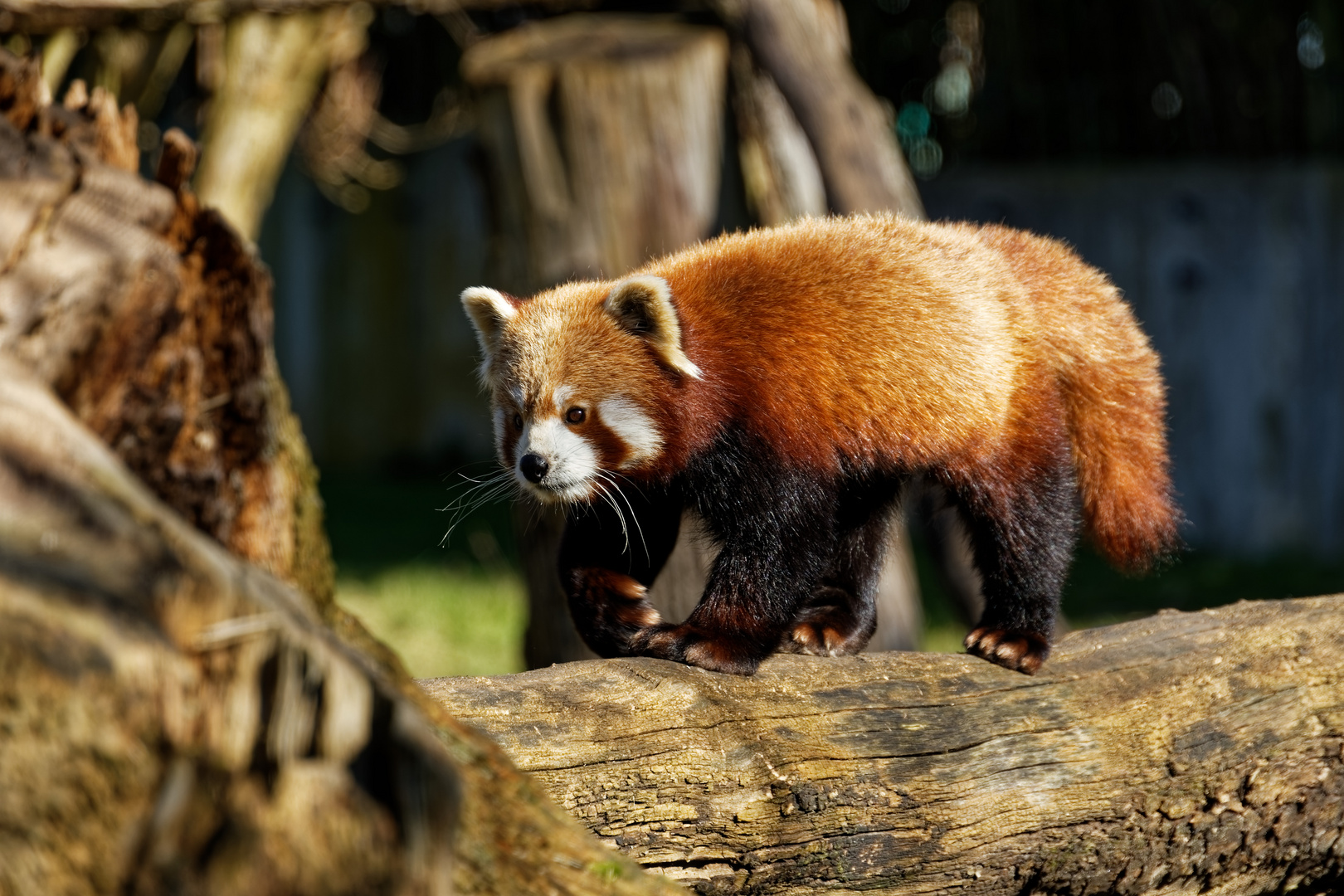 Katzenbär ( Roter Panda ) 