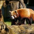 Katzenbär ( Roter Panda ) 