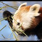 Katzenbär - Tiergarten Nürnberg