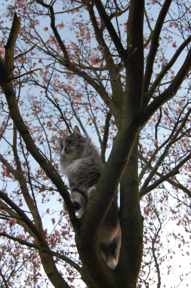 Katzenbaum im Frühling