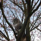 Katzenbaum im Frühling