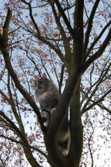 Katzenbaum im Frühling