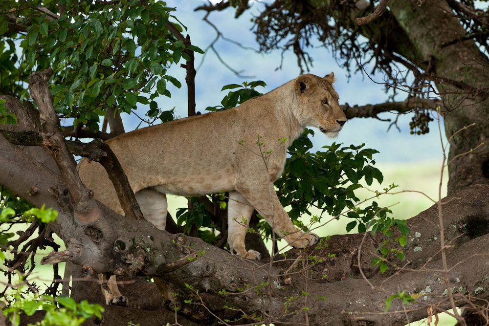 Katzenbaum - Ngorongoro von Hazel A. 