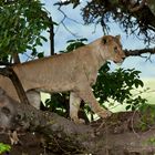 Katzenbaum - Ngorongoro