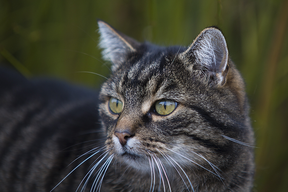 Katzenbekanntschaft