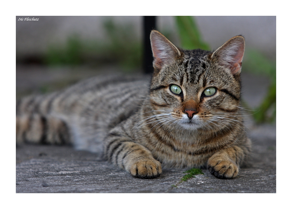 Katzenbesuch