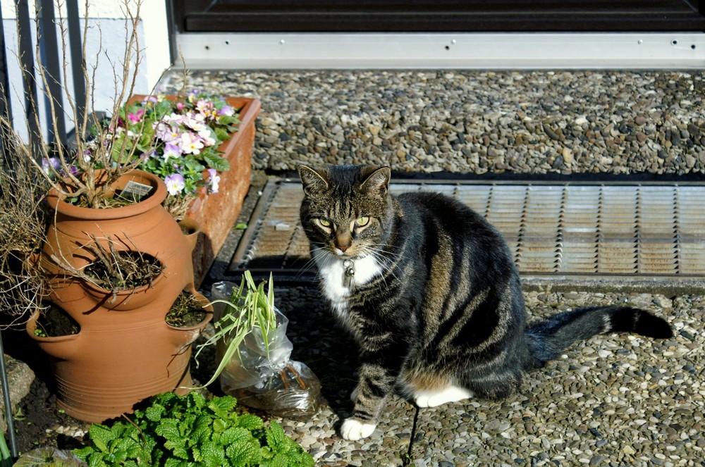 Katzenbesuch