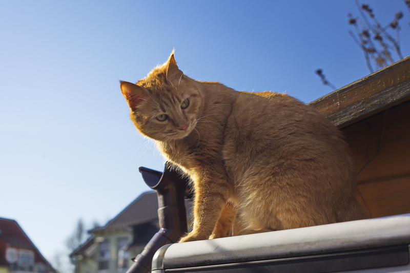 Katzenbesuch am Morgen