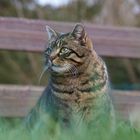 Katzenbesuch im Schrebergarten