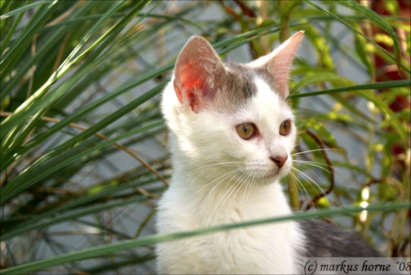 Katzenbesuch in unserem Garten