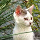 Katzenbesuch in unserem Garten